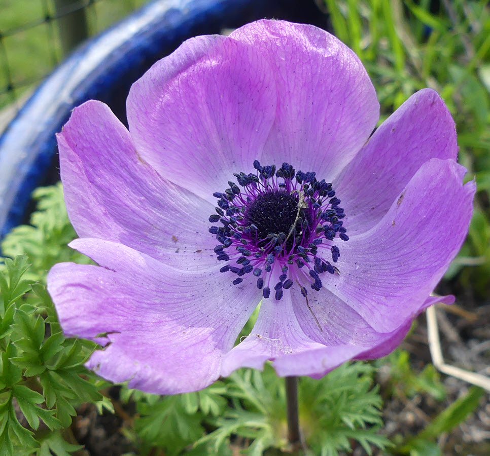 Pastel purple anemone. A perennial flower. Deck. April 7, 2022