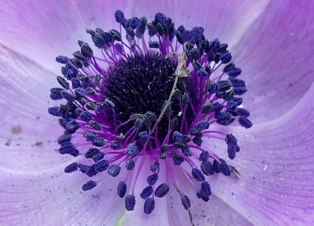 Close-up. Pastel purple anemone. A perennial flower. Deck. April 7, 2022